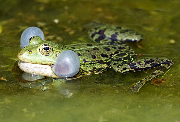 Oranienburger Schlosspark