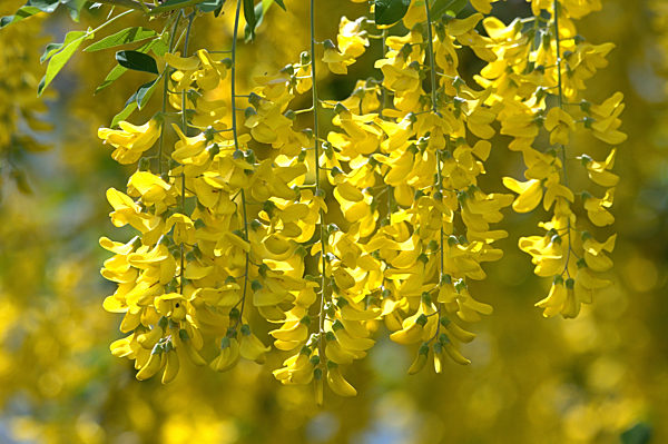 Blüten des Goldregen in Schleswig