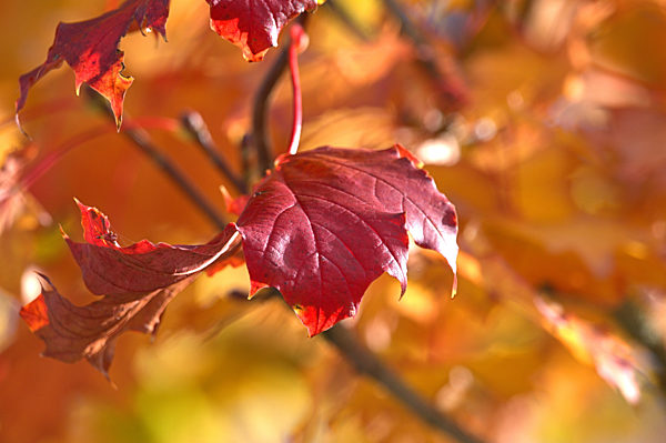 Herbstlaub in Schleswig - Ahorn