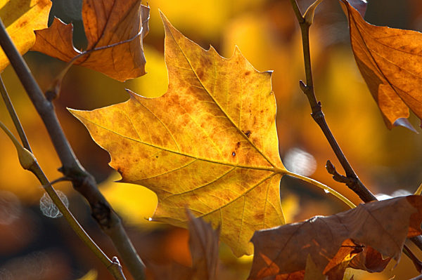 Herbstfarben in Schleswig - Ahorn