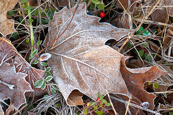 Ahornblatt mit Eiskristallen