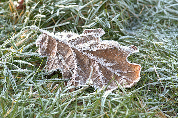 Eichenblatt mit Eiskristallen
