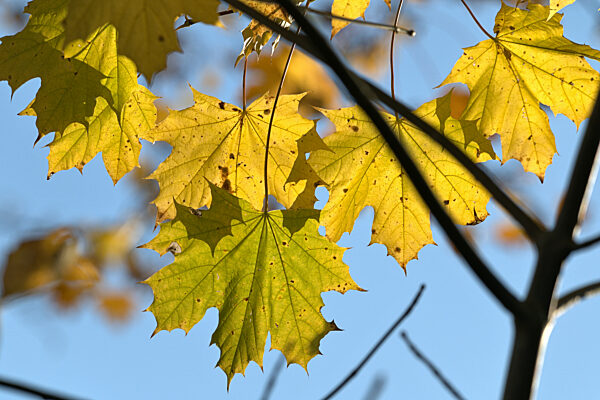 Herbstimpression in Schleswig