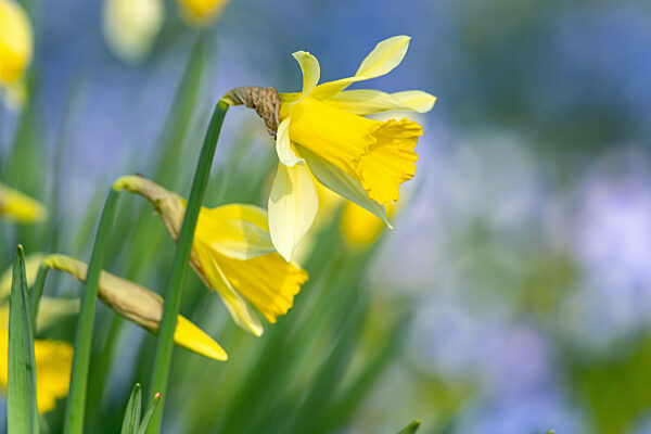 Blühende Narzissen in Schleswig
