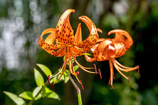Tiger-Lilie - Blueten