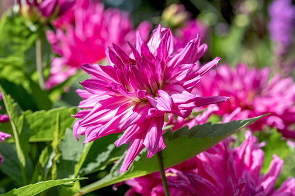 Dahlie Babylon - Blueten