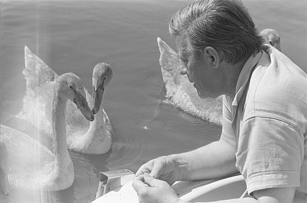 Helmut Schmidt, Politiker