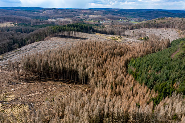 Waldsterben