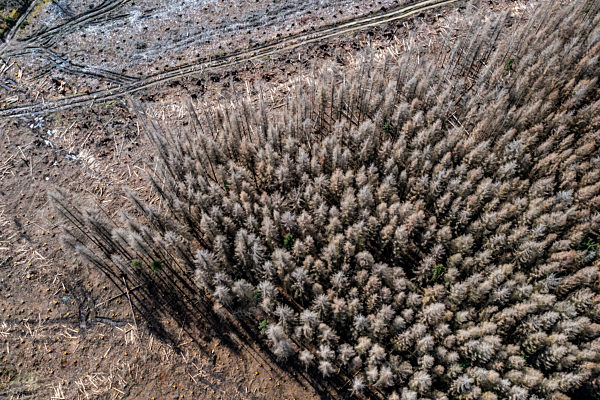 Waldsterben
