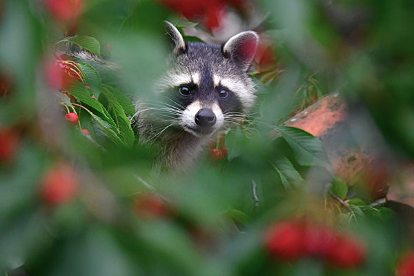 Berlin - Wildtiere in der Stadt