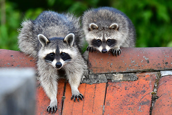 Berlin - Wildtiere in der Stadt