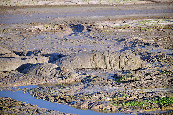 Tansania - Mikumi Nationalpark