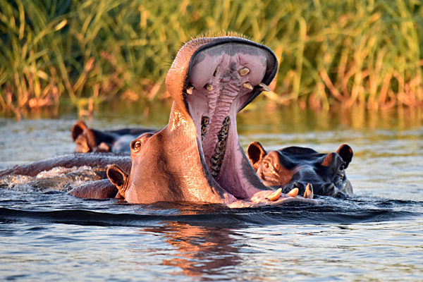 Namibia - Hippos in the Okavango