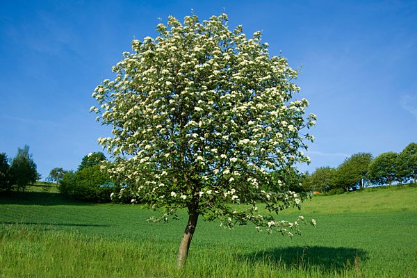 Sorbus aria,Echte Mehlbeere,Whitebeam