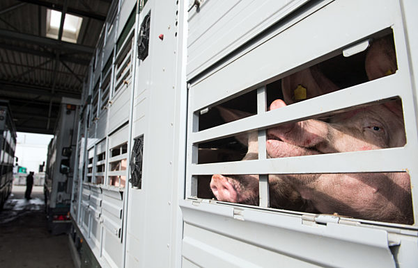 Lebensmittelunternehmen Tönnies