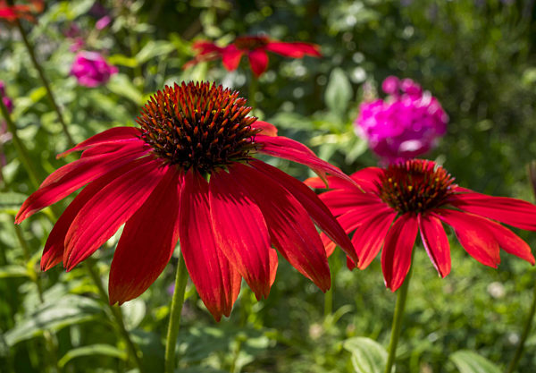 Echinacea purpurea