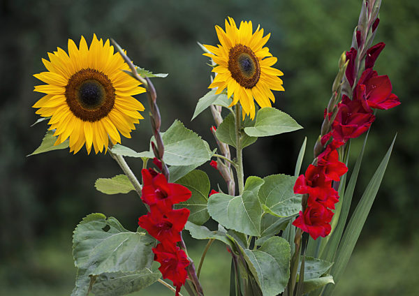 Sonnenblumen und Gladiolen