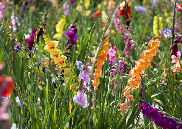 Gladiolen auf dem Feld