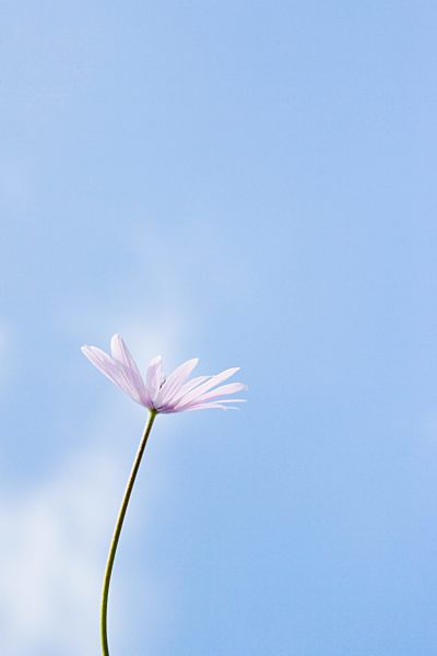 Flower, sky in background