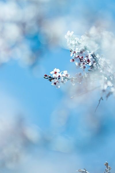 Cherry tree in blossom, cropped, selective focus