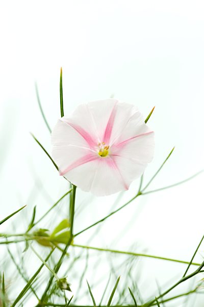 Morning glory, close-up
