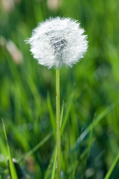 Dandelion seed head