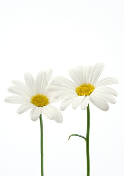 Daisies
