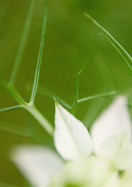 Flower petals and leaves, extreme close-up