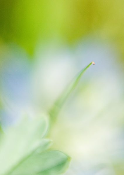 Leaf, extreme close-up