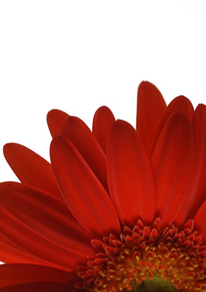 Gerbera daisy, close-up