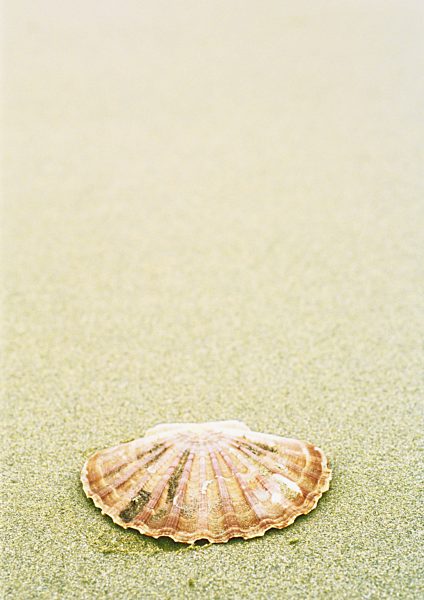 Scallop shell on beach