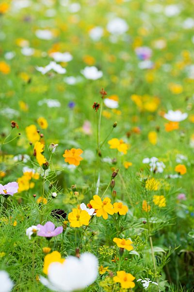 Cosmos growing in field