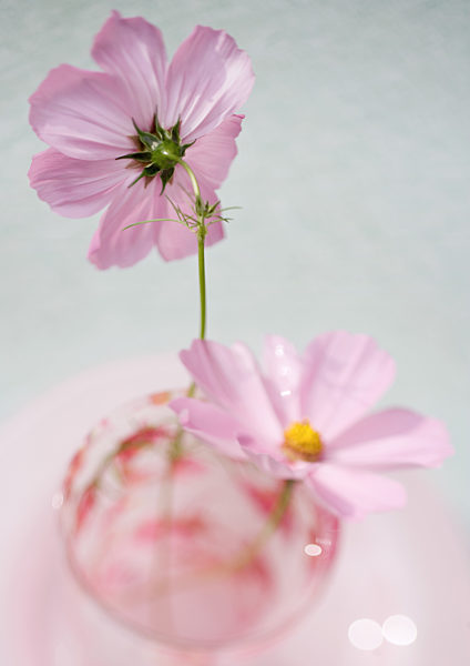 Cosmos flowers in glass