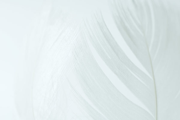 White feathers against white background