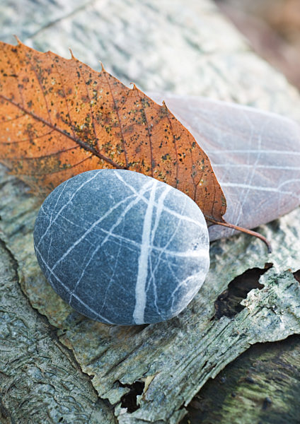 Pebble, leaf and bark