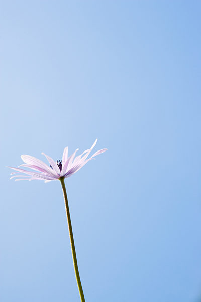 Flower, sky in background