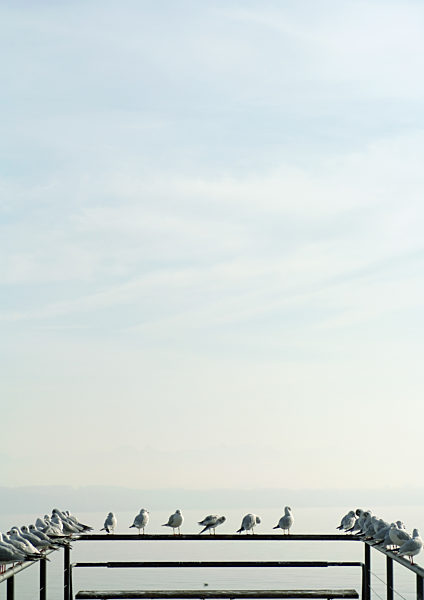 Seagulls perched on railing of pier