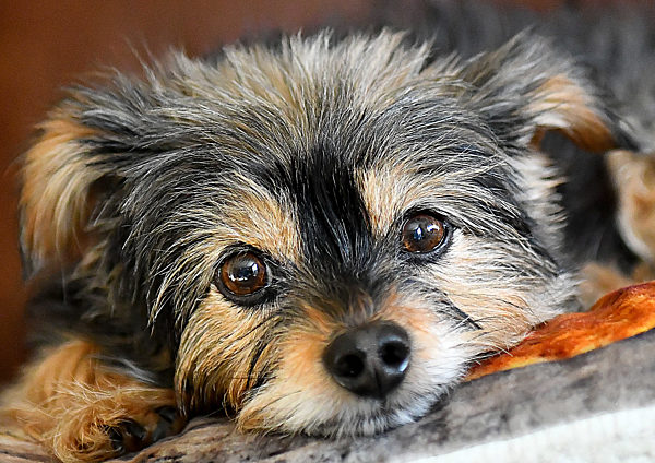 Vermischtes,Yorkshire Terrier liegt auf Couch