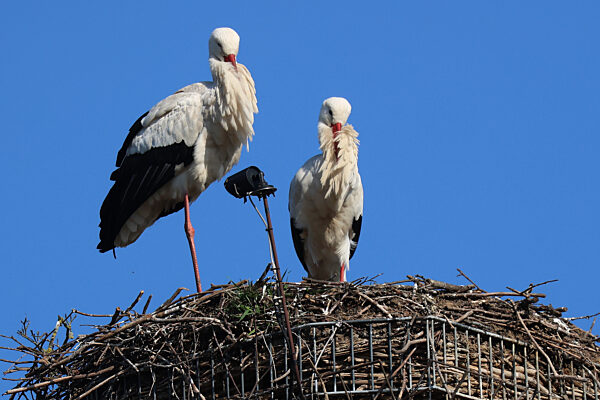 Tiere, Zoo, Tierpark, Karlsruhe, Stadtgarten