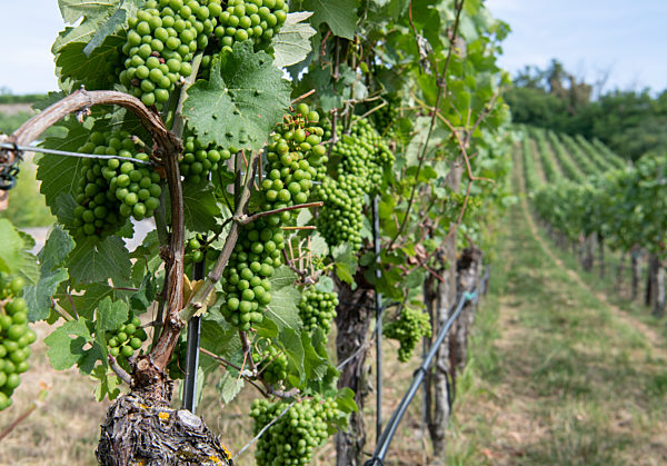Weinanbau in Franken