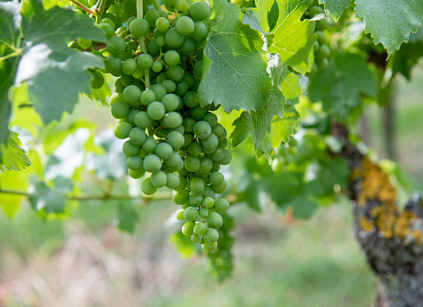 Weinanbau in Franken