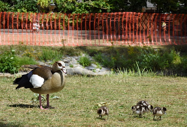 Zaun gegen Nilgänse