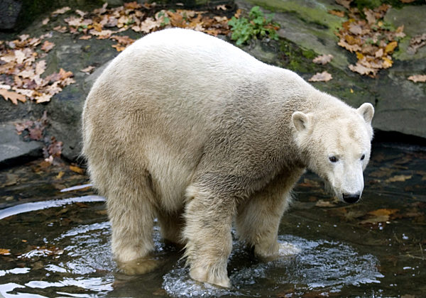 Berlins berühmter Eisbär Knut, aufgenommen am 28.10...