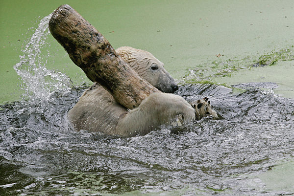 Eisbär Knut spielt am Dienstag (22.09.2009) im Wasser seines Geheges im Zoo...