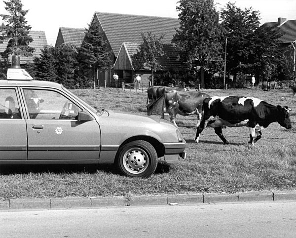 Kälbermast-Skandal 1988