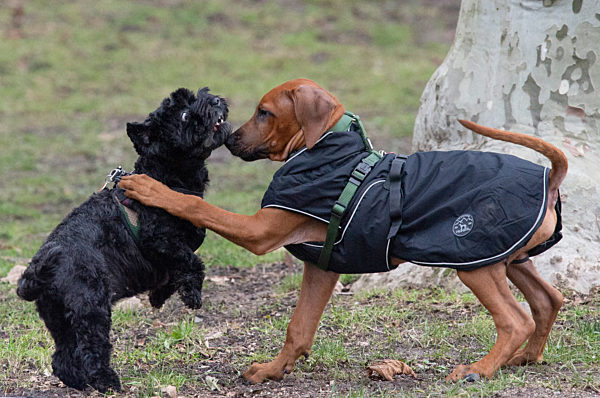 Rangelei unter Vierbeinern