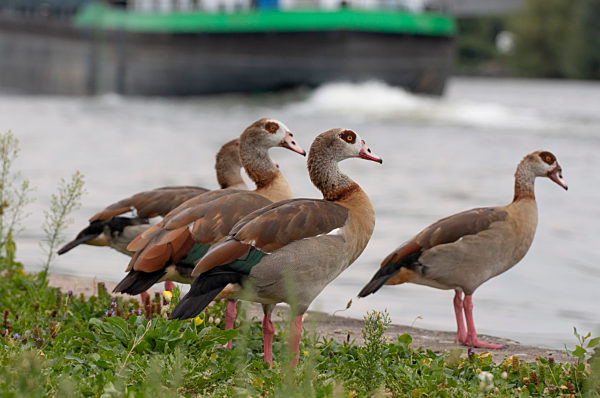 Nilgänse am Mainufer