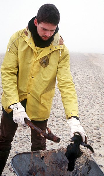 Ölkatastrophe im nordfriesischen Wattenmeer