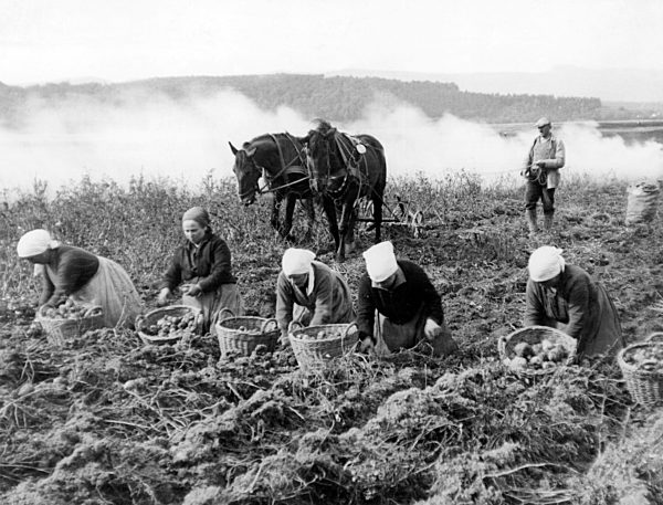 Kartoffelernte 1953