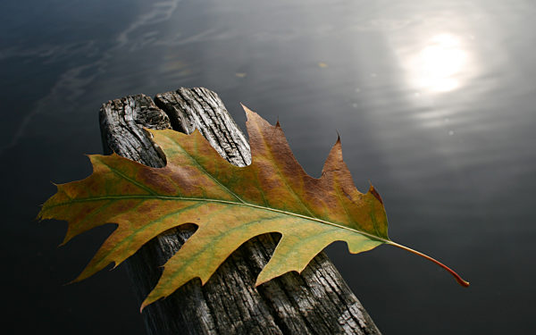 Goldener Oktober im Norden